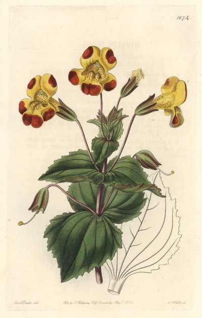 Mimule, bijgenaamd Apenbloem of Muskusbloem, hybride variëteit, uit het Botanical Register door Sydenham Teast Edwards