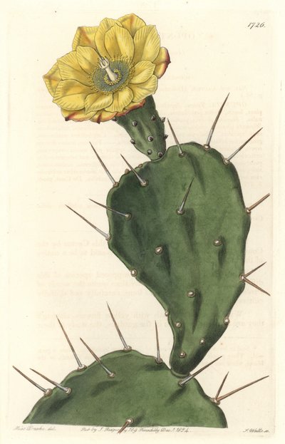 Monacanth Pactus, bloeiende cactus, afkomstig uit Zuid-Amerika - Sterk water door S. Watts naar een illustratie van Sarah Anne Drake (1803-1857), uit het Botanical Register door Sydenham Teast Edwards