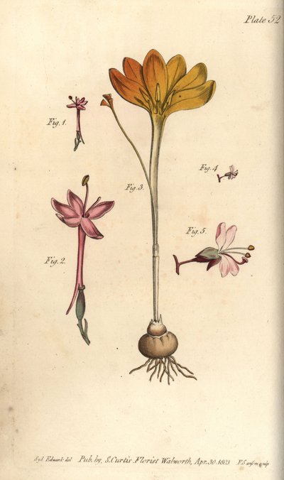Monandria, Crocus angustifolius en Circaea alpina, uit William Curtis