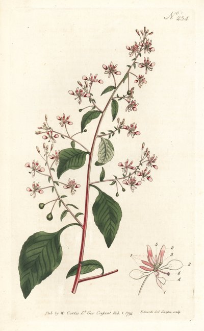 Muggenbloem of Mexicaanse lopezia, uit het Botanical Magazine door Sydenham Teast Edwards
