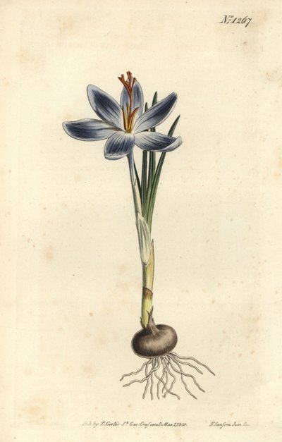 Bergkrokus, Crocus serotinus. Handgekleurde kopergravure door F. Sansom Jr. naar een illustratie door Sydenham Edwards uit William Curtis