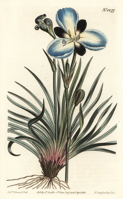 Rouwbloemige aristea, Aristea lugens (Aristea melaleuca). Handgekleurde kopergravure door F. Sansom Jr. naar een illustratie van Sydenham Edwards uit William Curtis