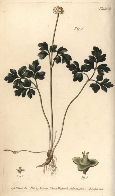 Muskroot, uit William Curtis