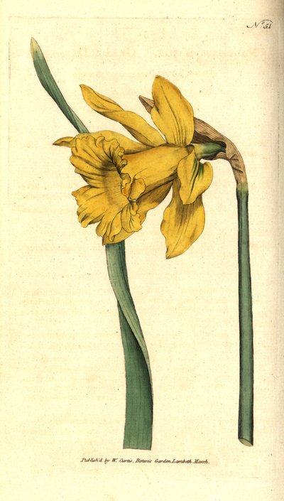 Narcis - Spaanse narcis, Narcissus hispanicus (Grote narcis, Narcissus major) door Sydenham Teast Edwards