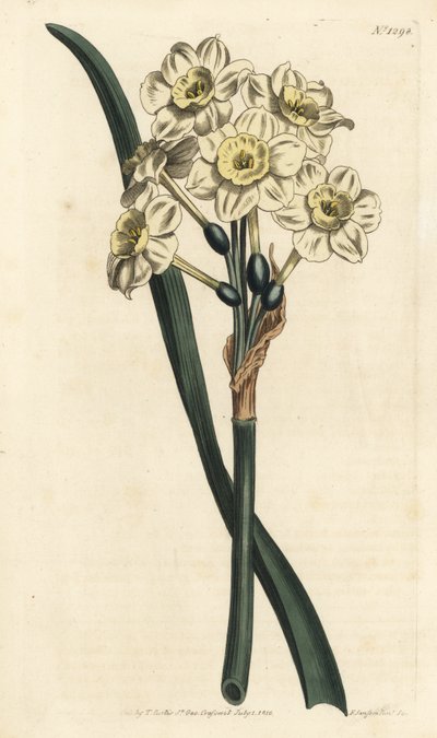 Narcissus een boeket - Trosbloemige narcis, Narcissus tazetta (Bleekbekervormige witte tuinnarcis; Narcissus orientalis) - Handgekleurde kopergravure door F. Sansom Jr. naar een illustratie van Sydenham Edwards uit William Curtis