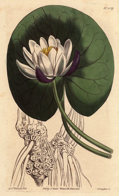 Waterlelie met grote witte bloem voor zijn ronde blad, Nymphaea nitida - uit een botanische illustratie door Sydenham Edwards door Sydenham Teast Edwards