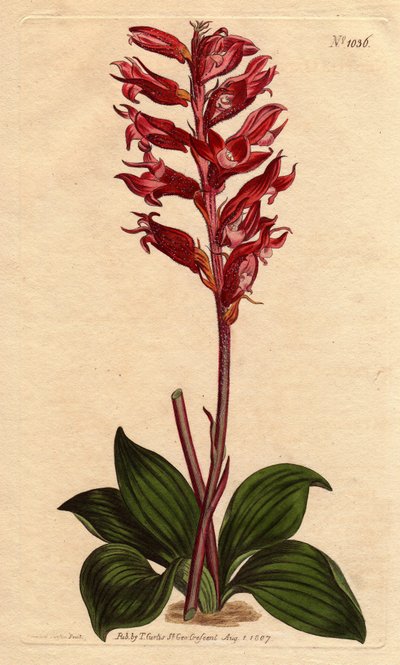 Neottie orchidee met vorstbloem, roze en karmozijnrode kleur, inheems in Jamaica. Bevroren bloemige neottia, met karmozijnrode en roze bloemen, inheems in Jamaica. Stenorhynchus squamulosus (Neottia orchioides) Handgekleurde kopergravure uit een botanische door Sydenham Teast Edwards