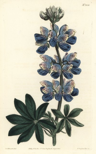 Nootka Lupine - Nootka-Sound lupine, Lupinus nootkatensis. Handgekleurde kopergravure door F. Sansom Jr. naar een illustratie door Sydenham Edwards uit William Curtis