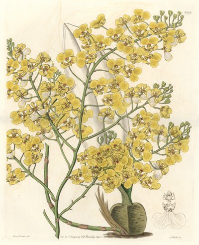 Orchidee (Oncidium ampliatum), met gele bloemen, afkomstig uit Nieuw-Zeeland - Water forte door S. Watts uit een illustratie van Sarah Anne Drake (1803-1857), uit het Botanical Register door Sydenham Teast Edwards
