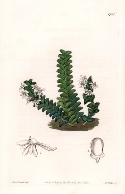 Orchidee: Angraecum variëteit, inheems in Equatoriaal Afrika door Sydenham Teast Edwards