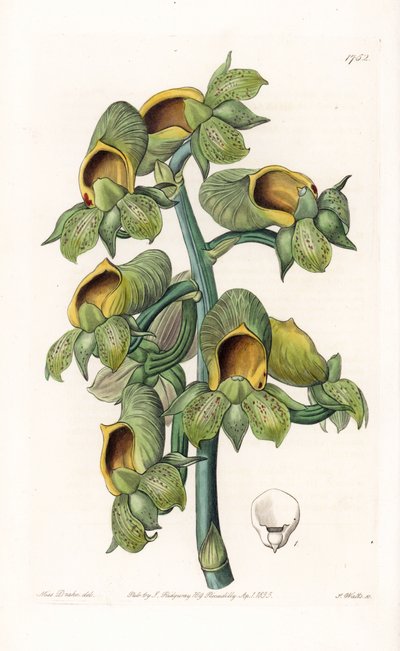 Orchidee: Casatetum variëteit, afkomstig uit Brazilië - Plaat gegraveerd door S. Watts, naar een illustratie van Sarah Anne Drake (1803-1857), uit het Botanical Register van Sydenham Edwards (1768-1819), Engeland door Sydenham Teast Edwards
