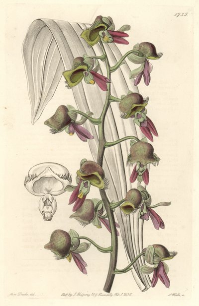Orchidee Catasetum, tweekleurige bloemen, inheems in Guyana door Sydenham Teast Edwards