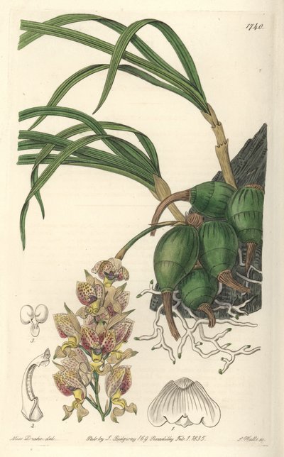 Orchidee Grobya, met gele en paarse bloemen, inheems in Brazilië door Sydenham Teast Edwards