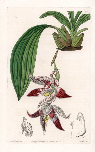 Orchidee: Paphinia cristata, afkomstig uit Amazonia - Plaat gegraveerd door S.Watts, uit een illustratie van Sarah Anne Drake (1803-1857), uit het Botanical Register van Sydenham Edwards (1768-1819), Engeland door Sydenham Teast Edwards