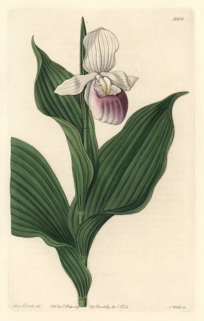 Orchidee, Koninklijke Cypripede, uit het Botanical Register door Sydenham Teast Edwards