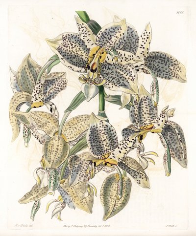 Orchidee: Stanhopea variëteit, neotropisch door Sydenham Teast Edwards