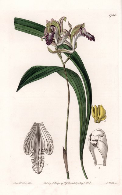 Orchidee: variëteit van Bletia uit Amerika door Sydenham Teast Edwards
