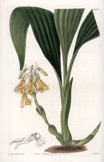 Orchidee: calanth variëteit, met gele bloemen - Plaat gegraveerd door S.Watts, naar een illustratie van Sarah Anne Drake (1803-1857), uit het Botanical Register van Sydenham Edwards (1768-1819), Engeland door Sydenham Teast Edwards