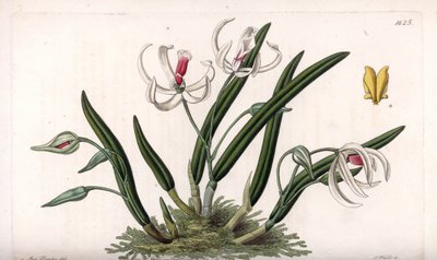 Orchidee: miniatuurvariëteit van leptotes - Plaat gegraveerd door S.Watts, uit een illustratie van Sarah Anne Drake, uit het Botanical Register van Sydenham Edwards, Engeland door Sydenham Teast Edwards