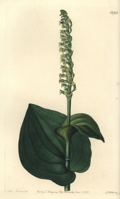 Orchidee variëteit - Gennaria diphylla door Sydenham Teast Edwards
