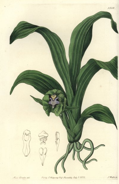 Orchidee variëteit - Pabstia viridis orchidee (Groene maxillaria, Maxillaria viridis). Handgekleurde kopergravure door S. Watts naar een illustratie van Miss Sarah Drake uit Sydenham Edwards