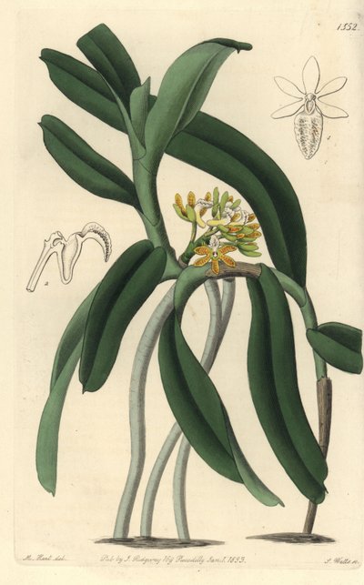 Orchidee variëteit Saccolabium, uit het Botanical Register door Sydenham Teast Edwards