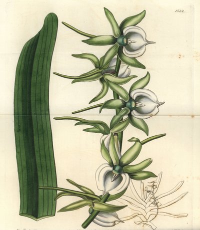 Orchidee varieteit van de Indische Oceaan Eilanden - Ivoor angraecum orchidee, Angraecum eburneum door Sydenham Teast Edwards