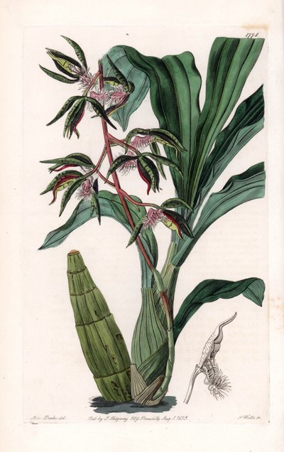 Orchidee: variëteit van catasetum, genaamd baard door Sydenham Teast Edwards