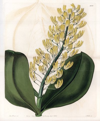 Orchidee: variëteit van dendrobium uit Australië door Sydenham Teast Edwards