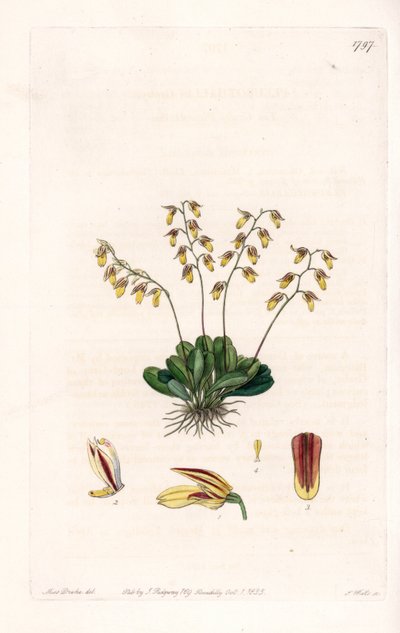 Orchidee: variëteit van epidendre door Sydenham Teast Edwards