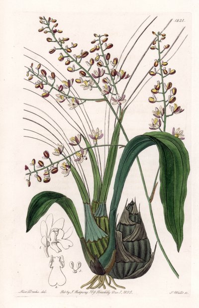 Eulophia door Sydenham Teast Edwards
