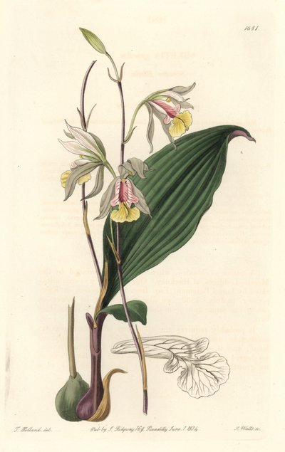 Orchidee, Amerikaanse Bletia door Sydenham Teast Edwards