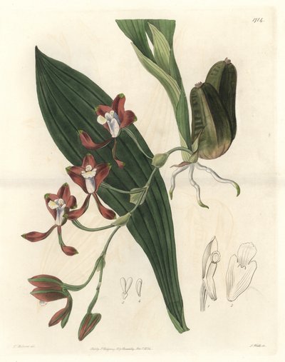 Orchidee Batemannia, afkomstig uit Guyana - Water forte door S. Watts uit een illustratie van T. Holland, uit het Botanical Register door Sydenham Teast Edwards