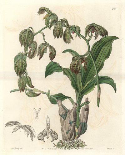 Orchidee Catasetum, afkomstig uit Brazilië - Sterk water door S. Watts naar een illustratie van Miss M.A. Huntley, uit het Botanical Register door Sydenham Teast Edwards