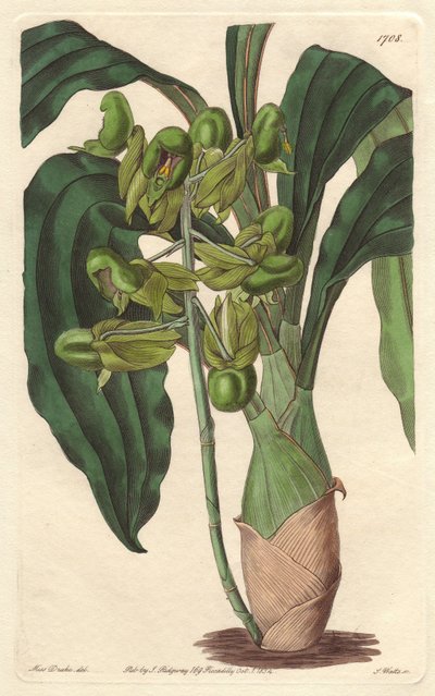 Orchidee Catasetum, inheems in Brazilië - uit het Botanical Register door Sydenham Teast Edwards