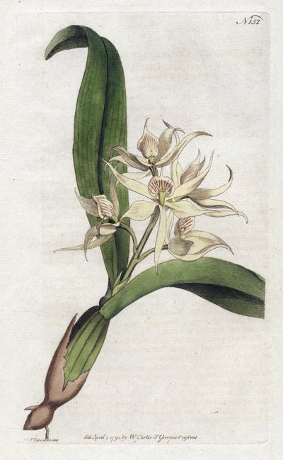 Orchidee epidendrum fragfumee - Lithografie door Sydenham Edwards (1768-1819), plaat uit het Botanical Magazine door William Curtis (1746-1799) door Sydenham Teast Edwards