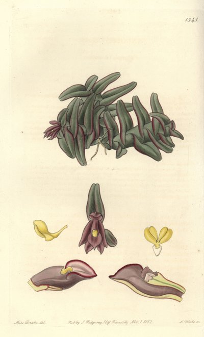 Orchidee epidendrum van Midden-Amerika - Epidendrum schlechterianum orchidee (Paarse nanodes, Nanodes discolor) door Sydenham Teast Edwards