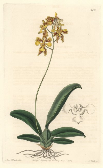 Orchidee oncidium geel, inheems in Brazilië door Sydenham Teast Edwards