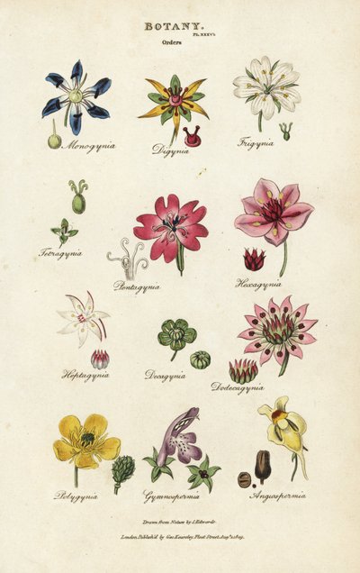 Orden van bloemen: Monogynia, Digynia, Trigynia, Pentagynia, enz. Handgekleurde kopergravure naar Sydenham Edwards uit John Mason Good