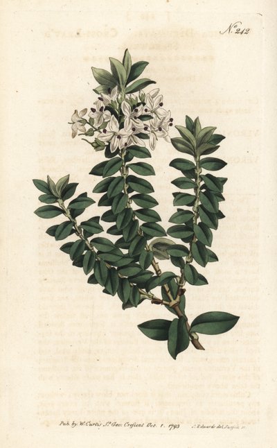 Ouessant mirte of elliptische veronica - Kruisbladige ereprijs, Veronica decussata door Sydenham Teast Edwards