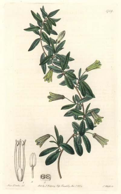 Ovaalbladige Billardiera, inheems in Tasmanië (Australië) - uit het Botanical Register door Sydenham Teast Edwards