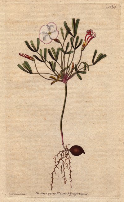 Oxalis (kleine zuring) heeft wit gestreepte bloemen en snoep roze, inheems in Afrika. Gestreepte bloemige zuring met snoep roze gestreepte witte bloemen. Een inheemse van Afrika. Oxalis versicolor. Handgekleurde kopergravure naar een botanische illustratie door Sydenham Teast Edwards