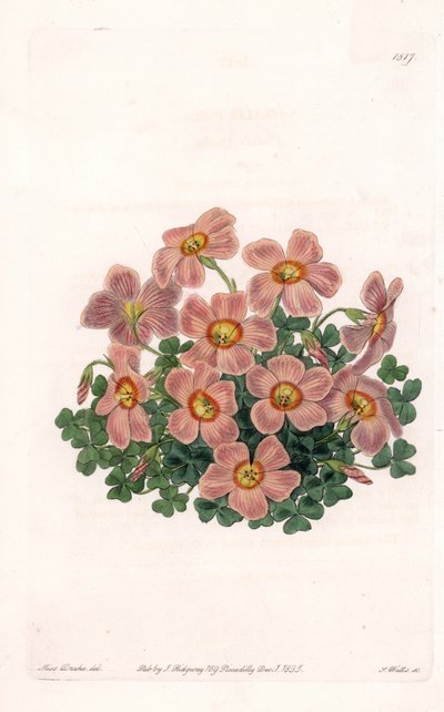 Oxalis Variete - uit het Botanical Register van Sydenham Edwards (1768-1819), Engeland door Sydenham Teast Edwards