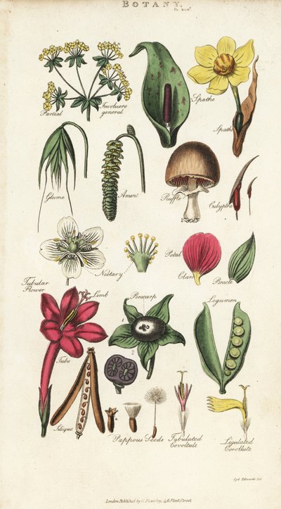 Onderdelen van bloemen inclusief bloemblad, nectarium, glume, zaad, spathe, bracte, peul, enz. door Sydenham Teast Edwards