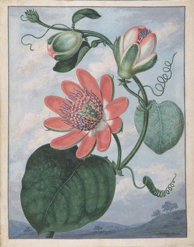 Passiebloem, 1799 door Sydenham Teast Edwards