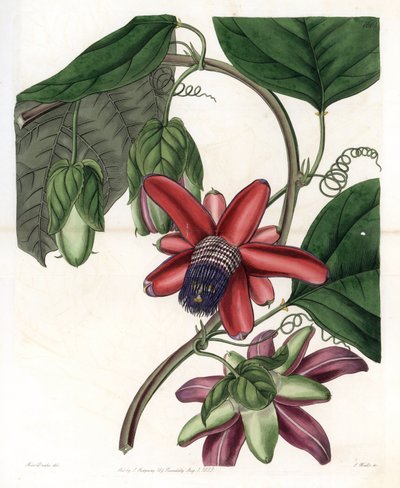 Passie Variete - Plaat gegraveerd door S.Watts, naar een illustratie van Sarah Anne Drake (1803-1857), uit het Botanical Register van Sydenham Edwards (1768-1819), Engeland door Sydenham Teast Edwards