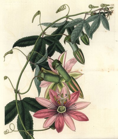 Passie Varieteit - Poro poro, Passiflora pinnatistipula (Mrs. Marryat