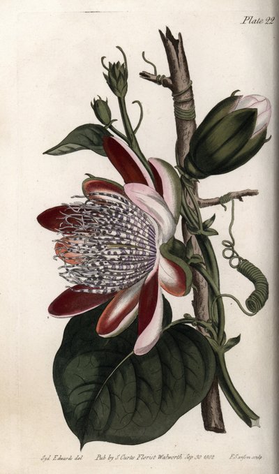 Passiebloem, knop en bloem. Gekleurde kopergravure, illustratie door Sydenham Edwards voor Conferences of Botanical, Botanical Garden of Lambeth door Sydenham Teast Edwards