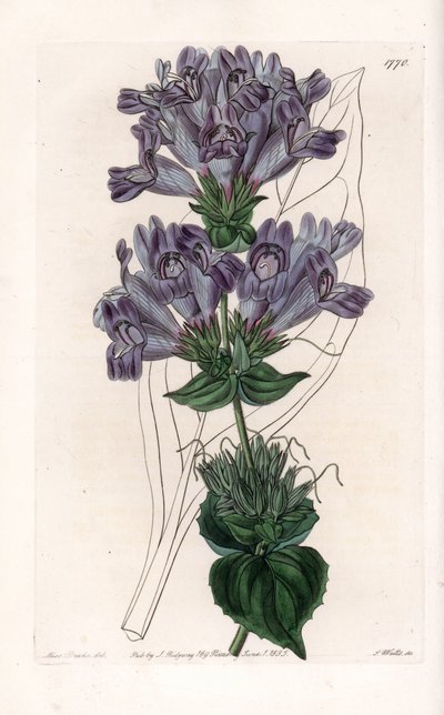 Penstemon Variete - uit het Botanical Register van Sydenham Edwards (1768-1819), Engeland door Sydenham Teast Edwards