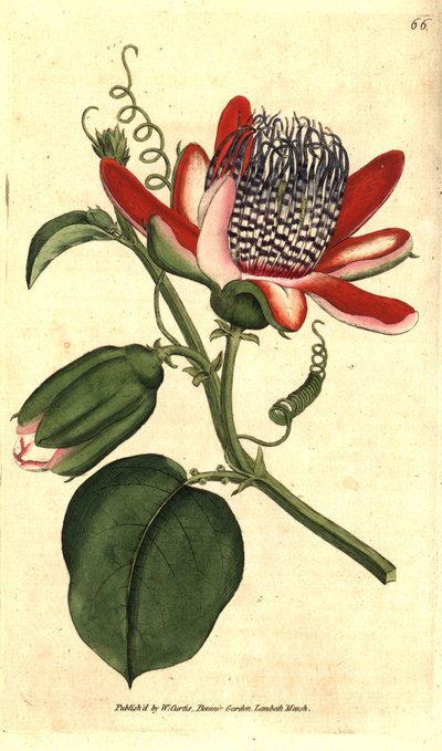 Geurige grenadilla - (Gevleugelde passiebloem, Passiflora alata) door Sydenham Teast Edwards